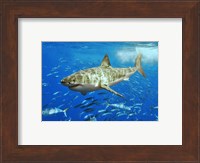 Framed White Shark