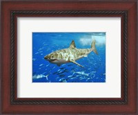 Framed White Shark