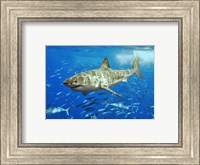 Framed White Shark