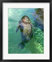 Framed Hawaiian Monk Seal