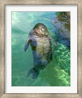 Framed Hawaiian Monk Seal