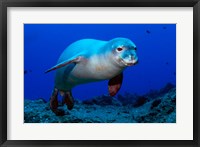 Framed Monk Seal