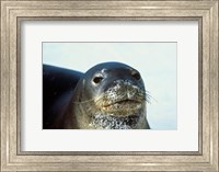 Framed Monk Seal