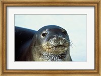 Framed Monk Seal