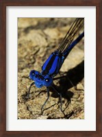 Framed Springwater Dragonfly