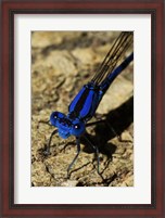 Framed Springwater Dragonfly