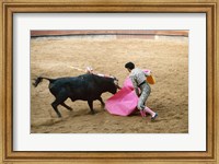 Framed Matador fighting a bull, Plaza de Toros, Ronda, Spain