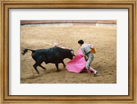 Framed Matador fighting a bull, Plaza de Toros, Ronda, Spain