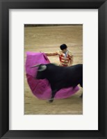 Framed matador and a bull at a Bullfight, Spain