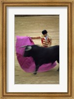 Framed matador and a bull at a Bullfight, Spain