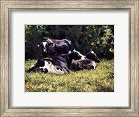 Framed Beautiful Cow