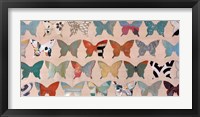 Framed Butterfly Collection