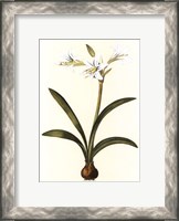 Framed Belladonna Lilies II