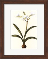 Framed Belladonna Lilies II