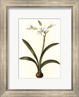 Framed Belladonna Lilies II