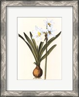 Framed Belladonna Lilies III