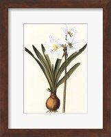 Framed Belladonna Lilies III