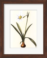 Framed Belladonna Lilies IV