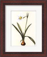 Framed Belladonna Lilies IV