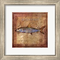 Framed Ocean Fish IV