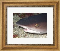 Framed Whitetip Reef Shark Head