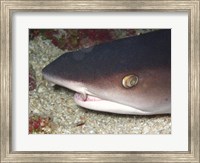 Framed Whitetip Reef Shark Head