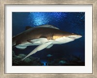 Framed Inside Aquarium Tunnel Viewing Sharks