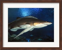 Framed Inside Aquarium Tunnel Viewing Sharks