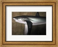 Framed Thresher Shark