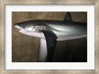 Framed Thresher Shark