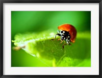 Framed Anderson Mancini Ladybug
