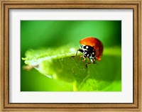 Framed Anderson Mancini Ladybug