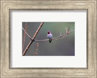 Framed Anna's Hummingbird