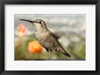 Framed Anna's Hummingbird Hen