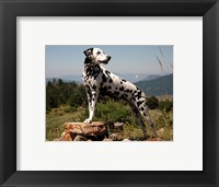 Framed Dalmation