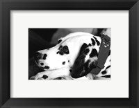 Framed Dog Tired