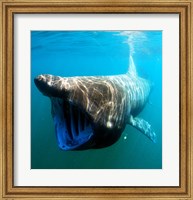 Framed Basking Shark