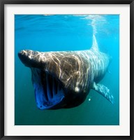 Framed Basking Shark