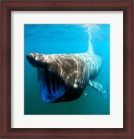 Framed Basking Shark