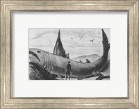 Framed Basking Shark Harper's Weekly October 24, 1868