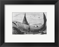 Framed Basking Shark Harper's Weekly October 24, 1868