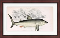Framed Basking Shark Jonathan Couch