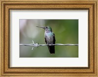 Framed Blue-Chested Hummingbird