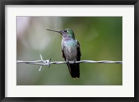 Framed Blue-Chested Hummingbird