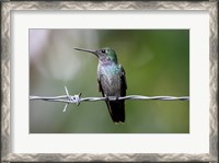Framed Blue-Chested Hummingbird