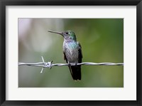 Framed Blue-Chested Hummingbird