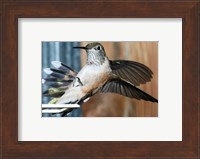 Framed Broad-tailed Hummingbird Female Landing at Feeder