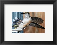 Framed Broad-tailed Hummingbird Female Landing at Feeder
