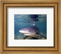 Framed Bull shark