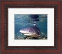 Framed Bull shark